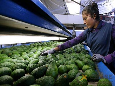 1-Avocado Processing Plant